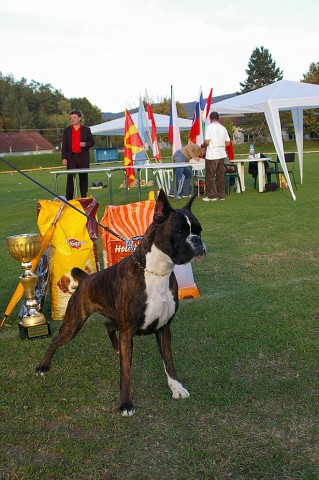 www.boxer-show.eu